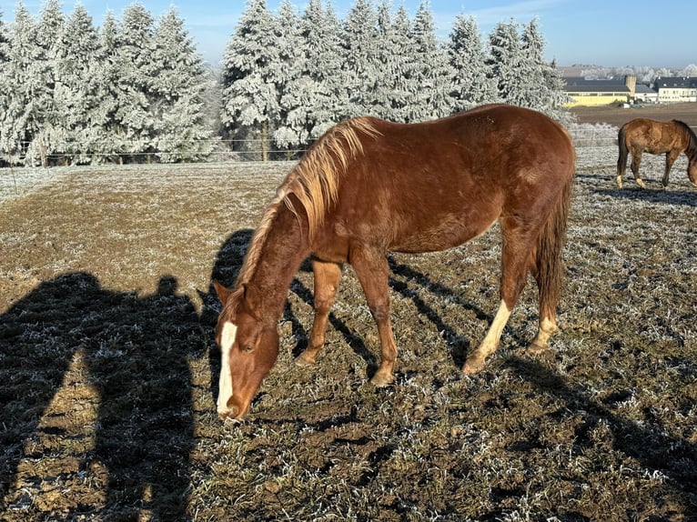 American Quarter Horse Hengst 2 Jaar 154 cm Vos in Daleiden