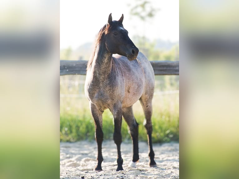 American Quarter Horse Hengst 2 Jaar 155 cm Blauwschimmel in Děčín