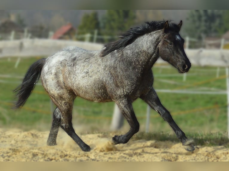 American Quarter Horse Hengst 2 Jaar 155 cm Blauwschimmel in Děčín