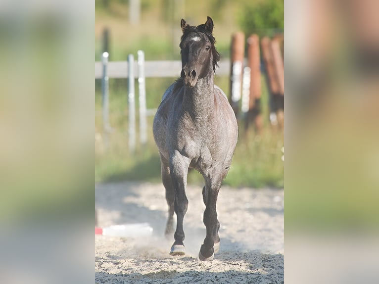 American Quarter Horse Hengst 2 Jaar 155 cm Blauwschimmel in Děčín