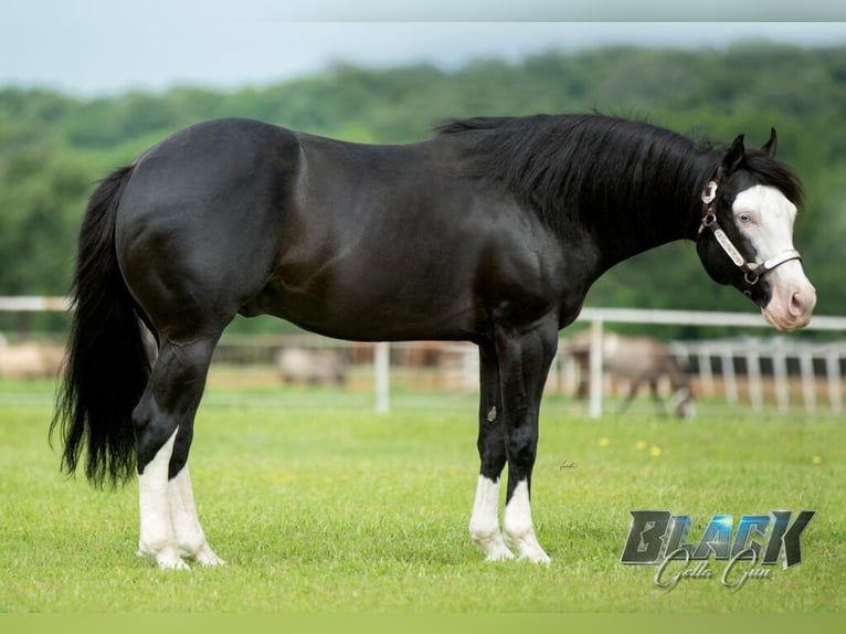 American Quarter Horse Hengst 2 Jaar 155 cm Blauwschimmel in Děčín