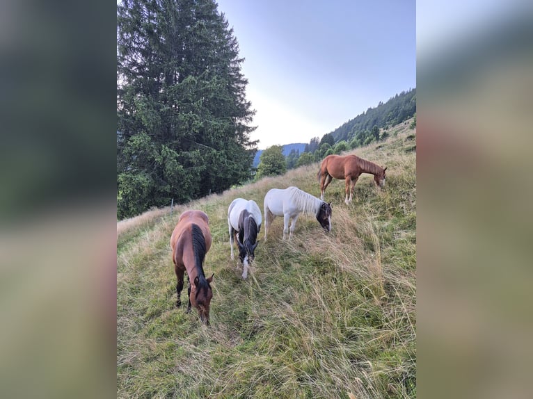 American Quarter Horse Hengst 2 Jaar 155 cm Bruin in Steinen