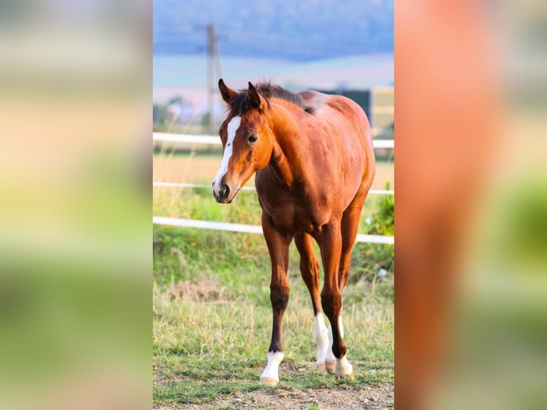 American Quarter Horse Hengst 2 Jaar 155 cm Bruin in Alfeld (Leine)