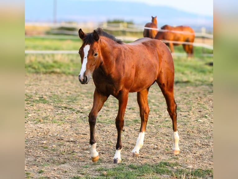 American Quarter Horse Hengst 2 Jaar 155 cm Bruin in Alfeld (Leine)