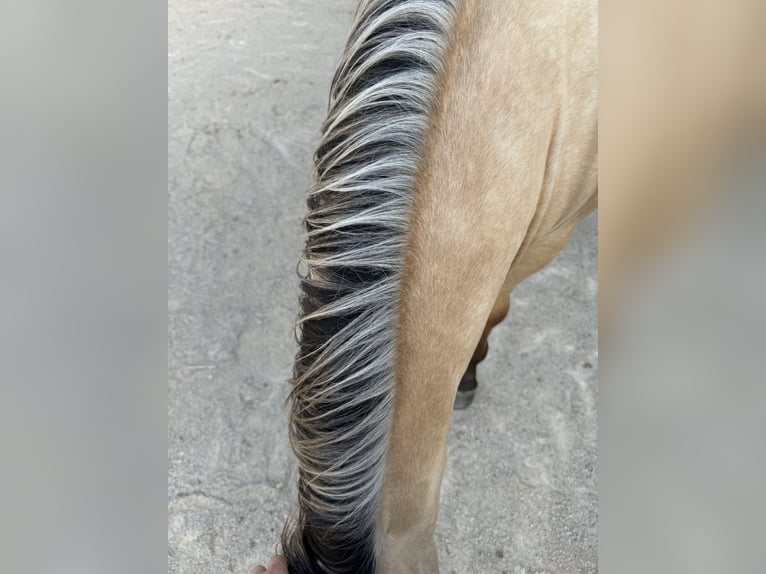 American Quarter Horse Hengst 2 Jaar 155 cm Buckskin in Berg bei Neumarkt in der Oberpfalz