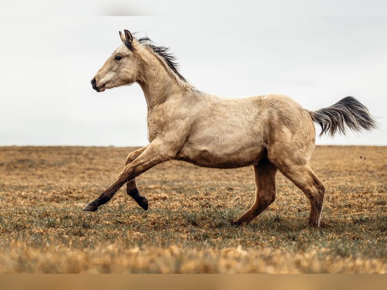 American Quarter Horse Hengst 2 Jaar 155 cm Buckskin in Berg bei Neumarkt in der Oberpfalz