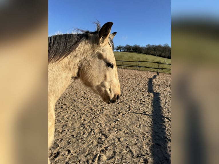 American Quarter Horse Hengst 2 Jaar 155 cm Buckskin in Berg bei Neumarkt in der Oberpfalz