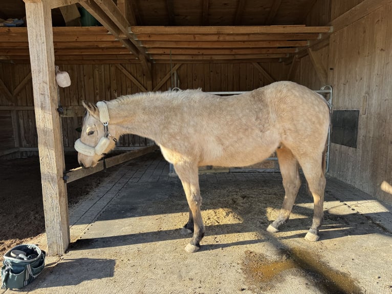 American Quarter Horse Hengst 2 Jaar 155 cm Buckskin in Berg bei Neumarkt in der Oberpfalz