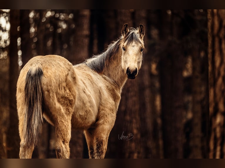 American Quarter Horse Hengst 2 Jaar 155 cm Buckskin in Berg bei Neumarkt in der Oberpfalz