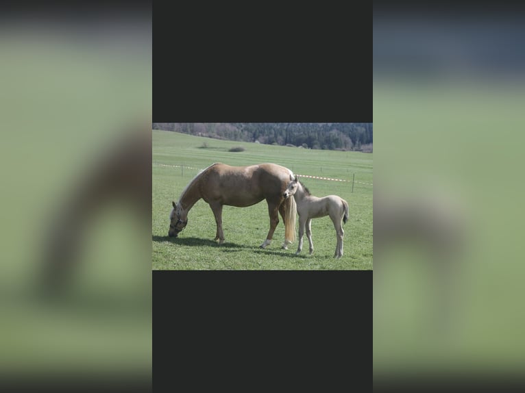 American Quarter Horse Hengst 2 Jaar 155 cm Buckskin in Berg bei Neumarkt in der Oberpfalz