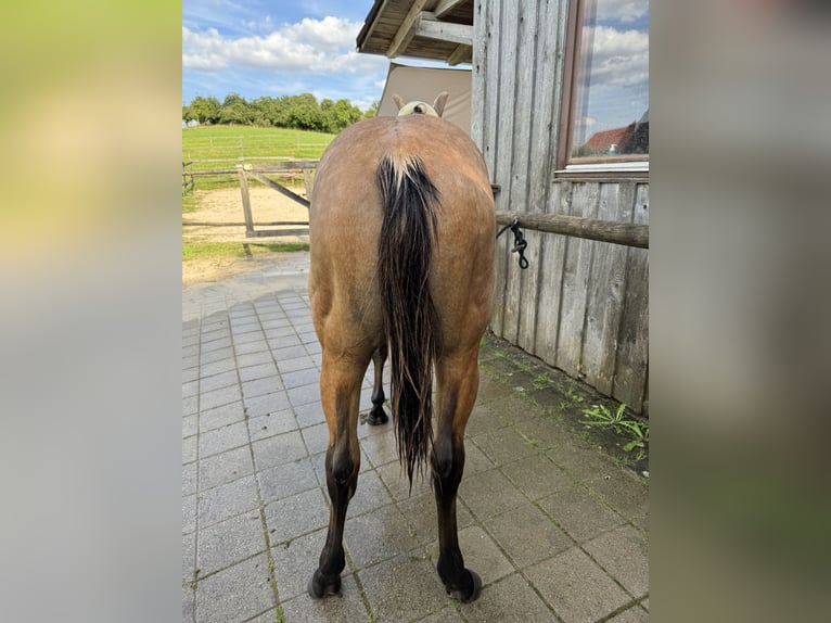 American Quarter Horse Hengst 2 Jaar 155 cm Buckskin in Berg bei Neumarkt in der Oberpfalz