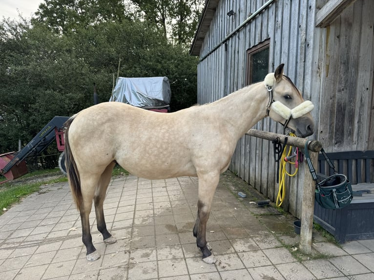 American Quarter Horse Hengst 2 Jaar 155 cm Buckskin in Berg bei Neumarkt in der Oberpfalz