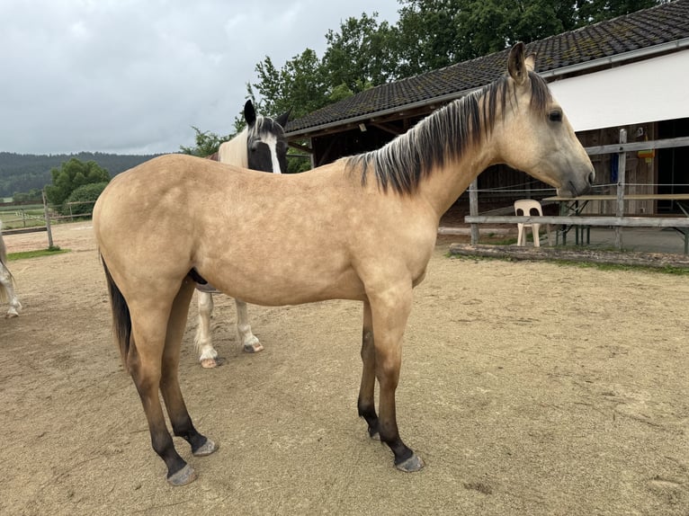 American Quarter Horse Hengst 2 Jaar 155 cm Buckskin in Berg bei Neumarkt in der Oberpfalz