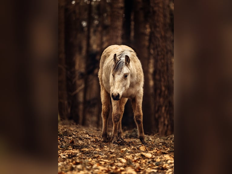 American Quarter Horse Hengst 2 Jaar 155 cm Buckskin in Berg bei Neumarkt in der Oberpfalz