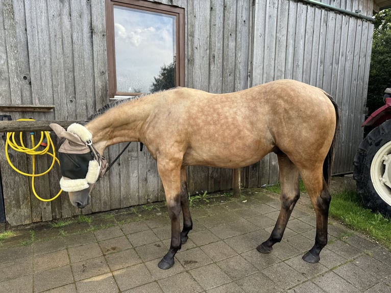 American Quarter Horse Hengst 2 Jaar 155 cm Buckskin in Berg bei Neumarkt in der Oberpfalz