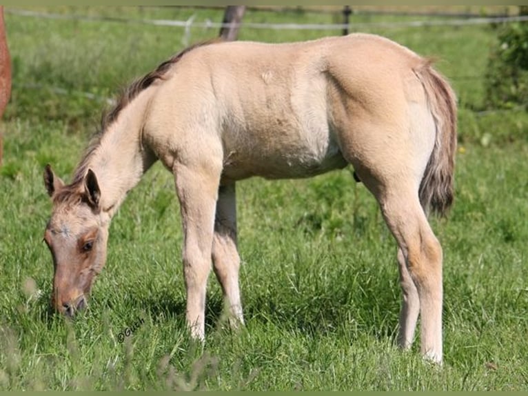 American Quarter Horse Hengst 2 Jaar 155 cm Falbe in Düsseldorf