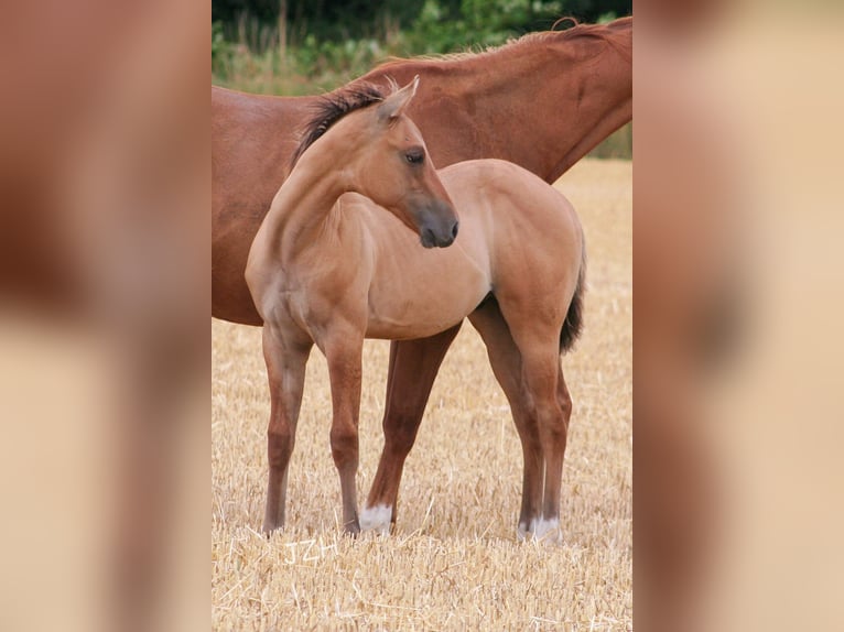 American Quarter Horse Hengst 2 Jaar 155 cm Falbe in Düsseldorf