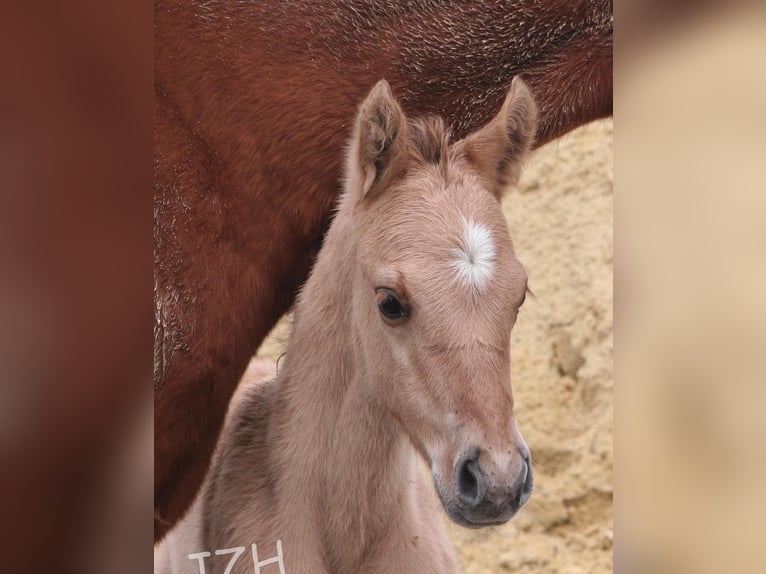 American Quarter Horse Hengst 2 Jaar 155 cm Falbe in Düsseldorf