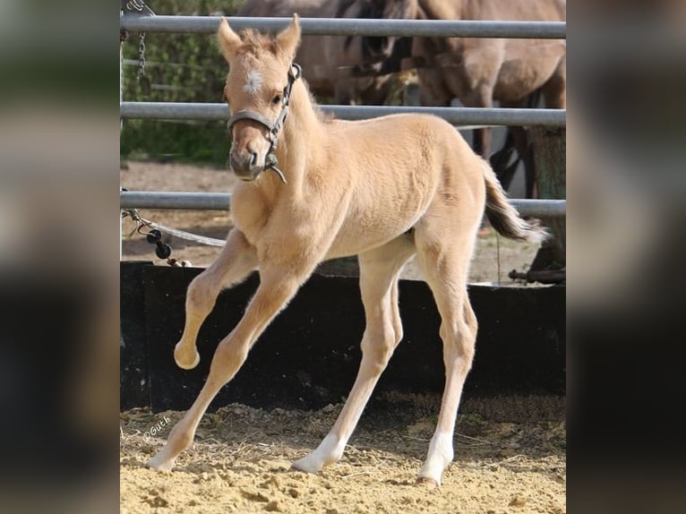 American Quarter Horse Hengst 2 Jaar 155 cm Falbe in Düsseldorf