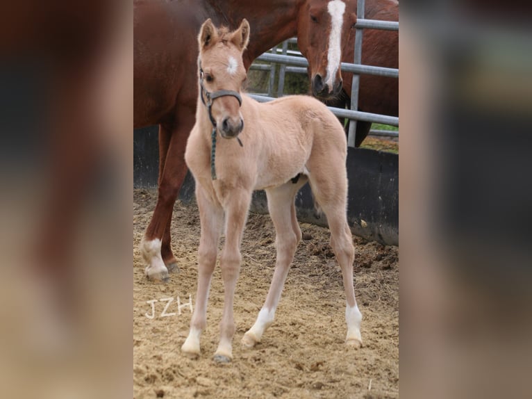 American Quarter Horse Hengst 2 Jaar 155 cm Falbe in Düsseldorf