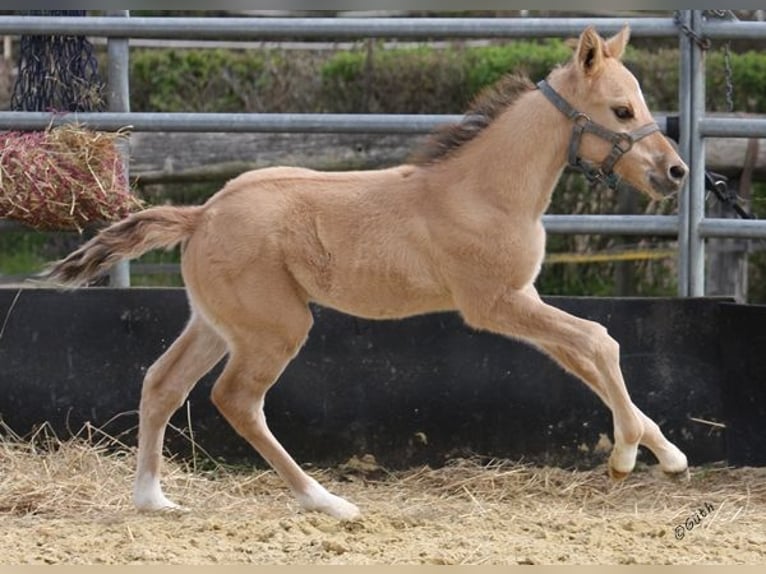 American Quarter Horse Hengst 2 Jaar 155 cm Falbe in Düsseldorf