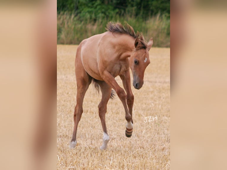 American Quarter Horse Hengst 2 Jaar 155 cm Falbe in Düsseldorf