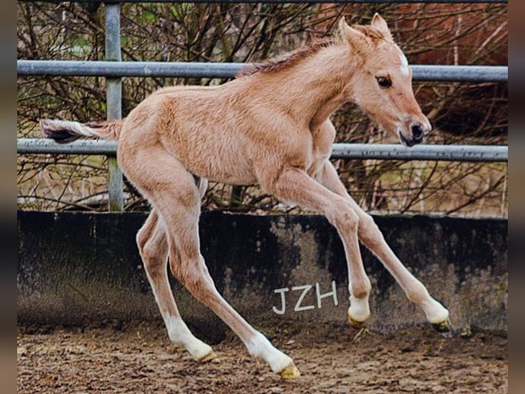 American Quarter Horse Hengst 2 Jaar 155 cm Falbe in Düsseldorf