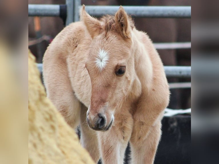 American Quarter Horse Hengst 2 Jaar 155 cm Falbe in Düsseldorf