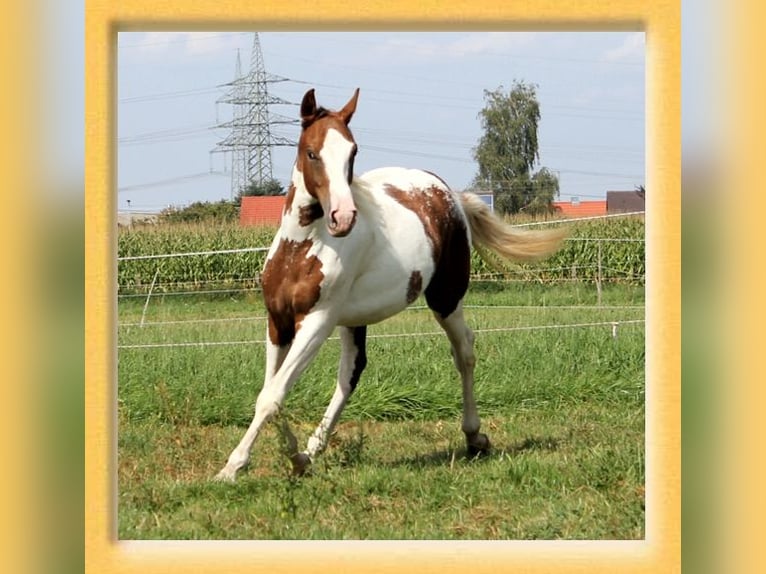 American Quarter Horse Mix Hengst 2 Jaar 155 cm Gevlekt-paard in Pfaffenhofen an der Roth
