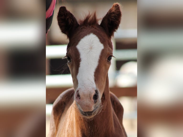 American Quarter Horse Hengst 2 Jaar 155 cm Vos in Büdingen