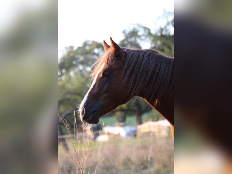 American Quarter Horse Hengst 2 Jaar 155 cm Vos in Büdingen