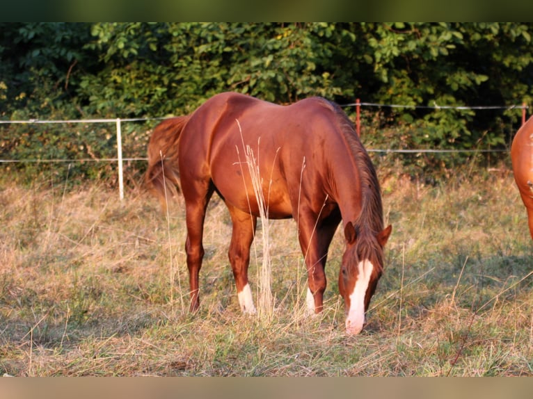 American Quarter Horse Hengst 2 Jaar 155 cm Vos in Büdingen