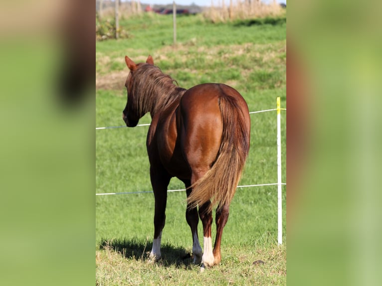 American Quarter Horse Hengst 2 Jaar 155 cm Vos in Büdingen