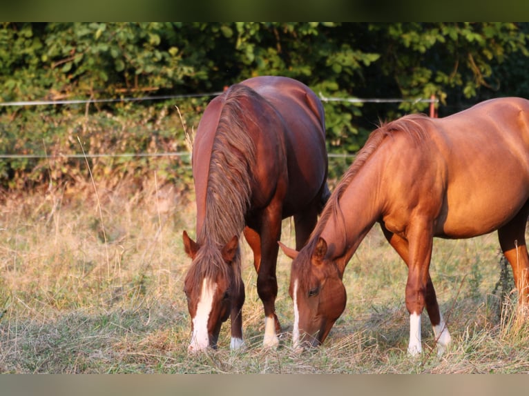 American Quarter Horse Hengst 2 Jaar 155 cm Vos in Büdingen