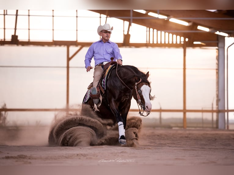 American Quarter Horse Hengst 2 Jaar 155 cm Vos in Büdingen