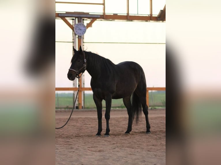 American Quarter Horse Hengst 2 Jaar 155 cm Vos in Büdingen