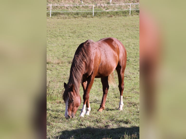 American Quarter Horse Hengst 2 Jaar 155 cm Vos in Büdingen