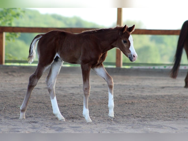 American Quarter Horse Hengst 2 Jaar 155 cm Vos in Büdingen