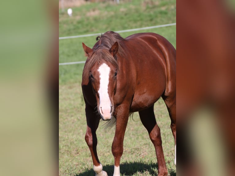 American Quarter Horse Hengst 2 Jaar 155 cm Vos in Büdingen