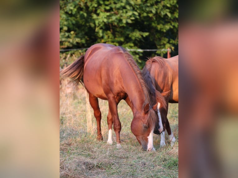 American Quarter Horse Hengst 2 Jaar 155 cm Vos in Büdingen