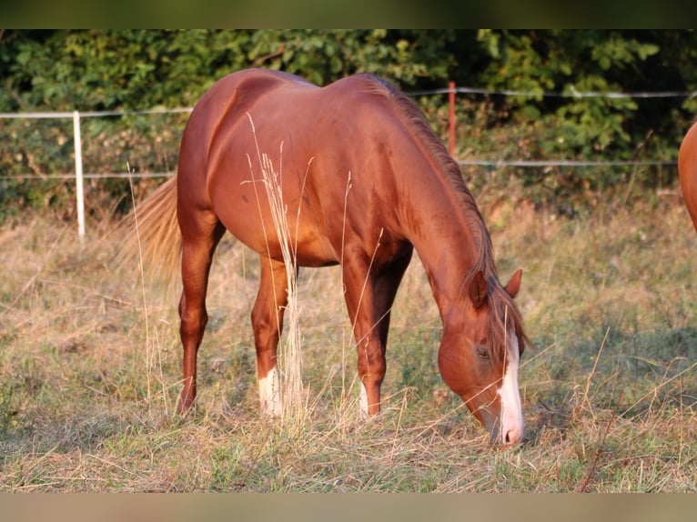 American Quarter Horse Hengst 2 Jaar 155 cm Vos in Büdingen