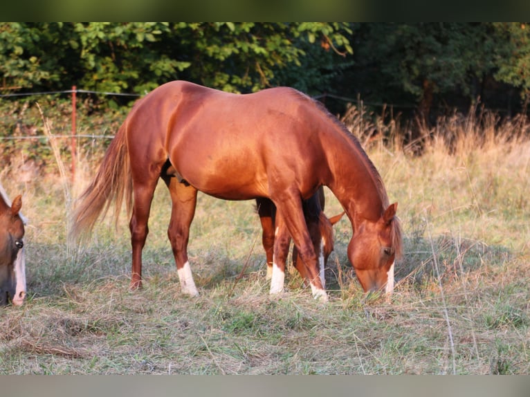 American Quarter Horse Hengst 2 Jaar 155 cm Vos in Büdingen