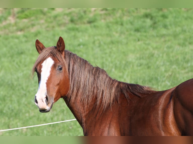 American Quarter Horse Hengst 2 Jaar 155 cm Vos in Büdingen