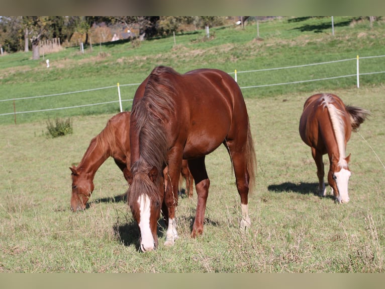 American Quarter Horse Hengst 2 Jaar 155 cm Vos in Büdingen