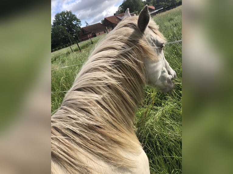 American Quarter Horse Hengst 2 Jaar 156 cm Champagne in Zoersel