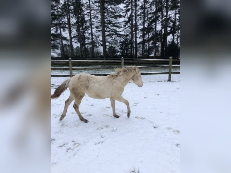 American Quarter Horse Hengst 2 Jaar 156 cm Champagne in Zoersel