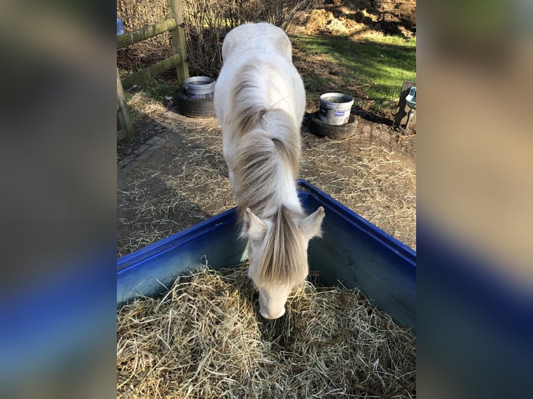 American Quarter Horse Hengst 2 Jaar 156 cm Champagne in Zoersel