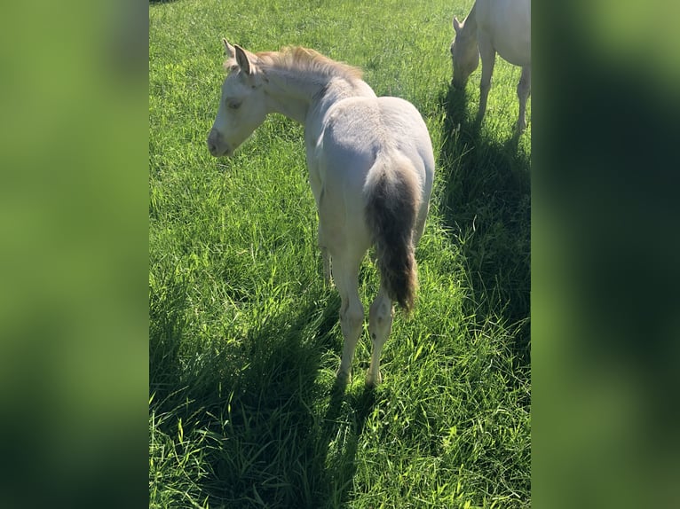 American Quarter Horse Hengst 2 Jaar 156 cm Champagne in Zoersel