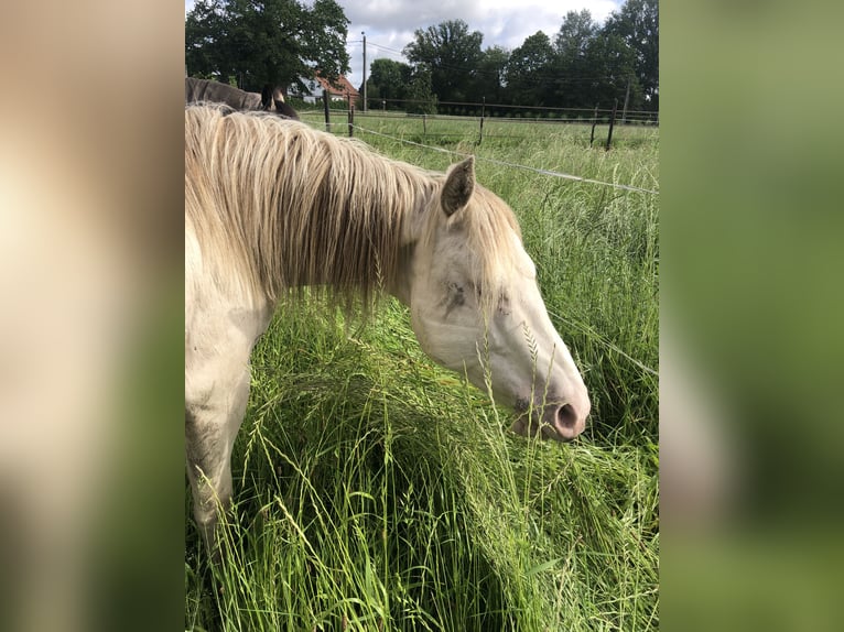 American Quarter Horse Hengst 2 Jaar 156 cm Champagne in Zoersel