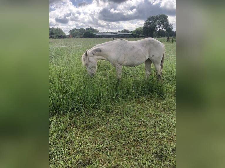 American Quarter Horse Hengst 2 Jaar 156 cm Champagne in Zoersel